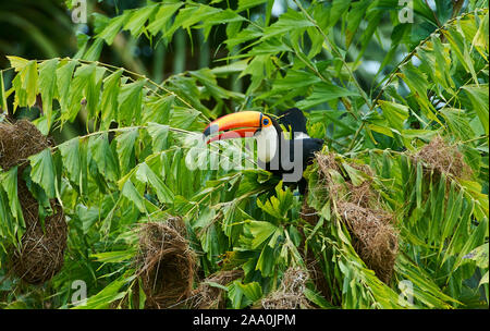 Toucan Toco (Ramphastos toco) attaquant nids , Jardim d' Amazonie Ecolodge, Mato Grosso, Brésil Banque D'Images