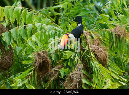 Toucan Toco (Ramphastos toco) attaquant nids , Jardim d' Amazonie Ecolodge, Mato Grosso, Brésil Banque D'Images