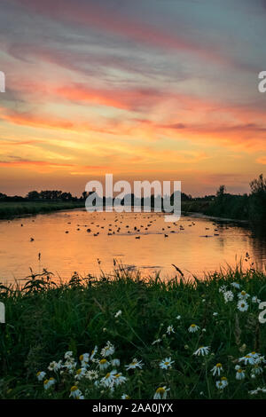 Avec le coucher du soleil rouge, orange et jaune au-dessus d'un lac dans les Pays-Bas avec fleurs Daisy Banque D'Images