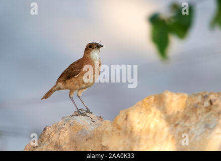 Le Fournier Roux (Furnarius rufus), le Pantanal, Mato Grosso, Brésil Banque D'Images