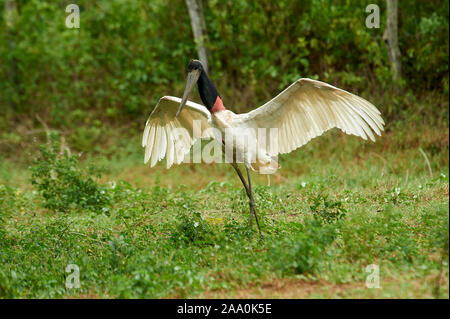 Cigogne Jabiru mycteria Jabiru (), le Pantanal, Mato Grosso, Brésil Banque D'Images