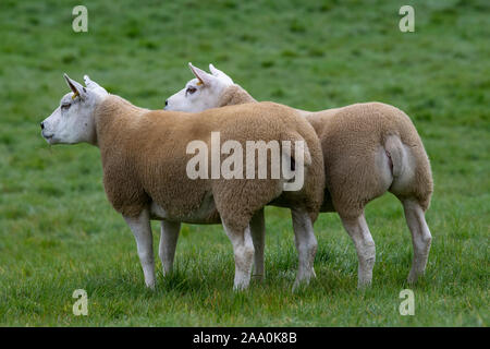 LookingTexel alerte moutons en champ. North Yorkshire, UK. Banque D'Images