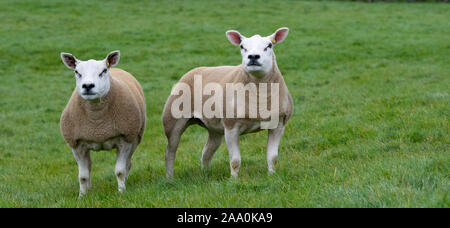 LookingTexel alerte moutons en champ. North Yorkshire, UK. Banque D'Images