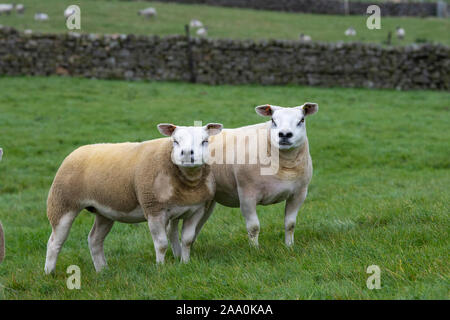 LookingTexel alerte moutons en champ. North Yorkshire, UK. Banque D'Images