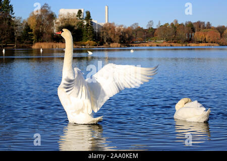 Cygne muet, Cygnus olor, répandre sur les ailes près de waterfront un matin ensoleillé d'automne. Toolonlahti bay, Helsinki, Finlande. Banque D'Images