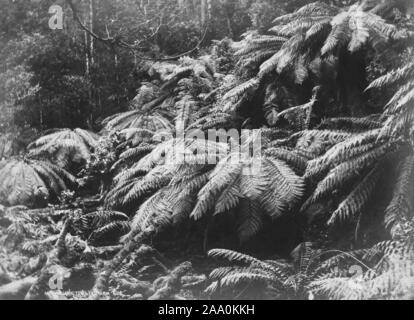 Paysage noir et blanc photographie d'une zone boisée dense à Mount Wellington près de Hobart, Tasmanie, Australie, par le photographe Frank Coxhead, 1885. À partir de la Bibliothèque publique de New York. () Banque D'Images