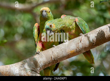 À la façade bleu paire de Amazon (Amazona aestiva), le Pantanal, Mato Grosso, Brésil Banque D'Images