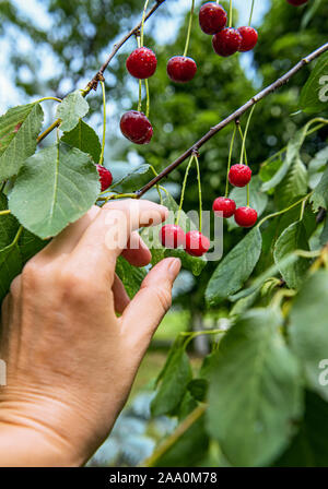 La récolte manuelle des cerises mûres rouge vif à partir de branches d'arbre en verger bio jardin. Les fruits sont entourées de feuilles vertes et couvertes d'eau d Banque D'Images