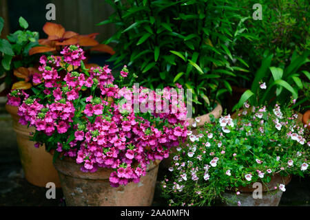 Nemesia fruticans,coléus,feu,plante,plantes,association,jardin,jardin,jardinage,tropical,pot,pots récipient jardinage,patio,terrasse,RM affichage Flo Banque D'Images