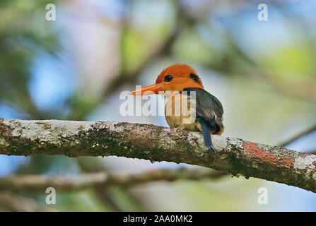 Yellow-billed Kingfisher (torotoro Syma torotoro) adut homme perché sur branch Varirata National Park, la Papouasie-Nouvelle-Guinée Juin Banque D'Images