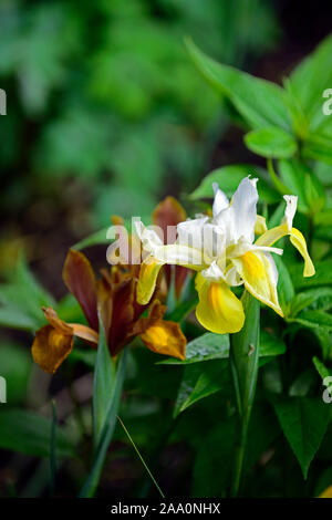 Dutch iris d'ailes d'Ange,Iris x hollandica Angel Wings,dutch iris Roi Lion,Iris x hollandica,Roi Lion,cuivre,rouille,brownl,blanc,jaune,fleurs de printemps, Banque D'Images