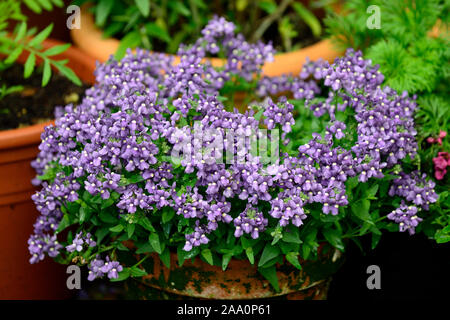 Nemesia fruticans,plantes,plantes,association,jardin,jardinage,jardin,tropical, pots,pot,récipient jardinage,patio,terrasse,affichage Floral RM Banque D'Images