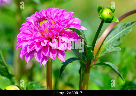 Dahlia sur fond de fleurs. Se concentrer sur une fleur. Profondeur de champ Banque D'Images