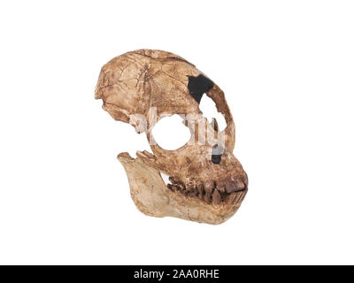 Stammesgeschichte der Menschheit, évolution der Menschen, Stammbaum des Menschen, von Schädelreplik Sahelanthropus tchadensis. Banque D'Images