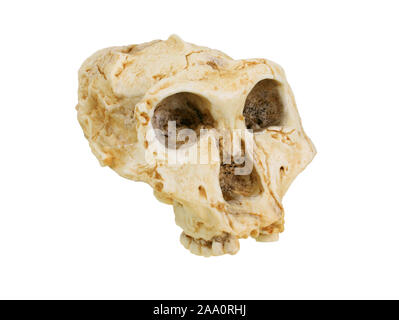 Stammesgeschichte der Menschheit, évolution der Menschen, Stammbaum des Menschen, Paranthropus robustus von Schaedelreplik. Banque D'Images