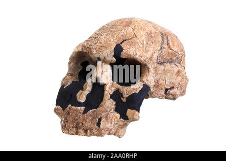 Stammesgeschichte der Menschheit, évolution der Menschen, Stammbaum des Menschen von Schädelreplik, Homo rudolfensis. Banque D'Images