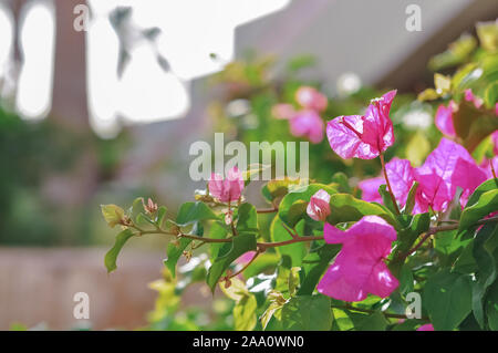 Bougainvilliers en fleurs. Bougainvilliers en fleurs fleur rose le matin en journée d'été, comme l'extérieur de l'hôtel. Magenta fleurs de bougainvilliers dans Banque D'Images