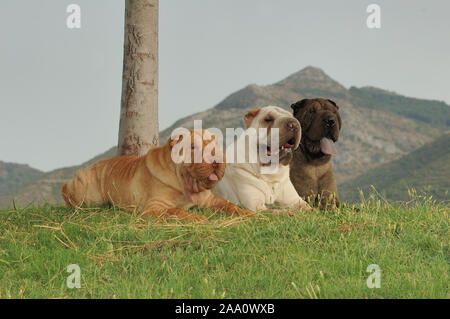 Groupe de trois chiens de l'î.-p.-é. De race avec des couleurs différentes Banque D'Images