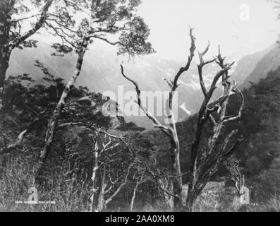 Paysage noir et blanc photographie de la vue d'un espace boisé montagneux pris de Hokitika Road, dans l'île du Sud, Nouvelle-Zélande, par le photographe Frank Coxhead, 1885. À partir de la Bibliothèque publique de New York. () Banque D'Images