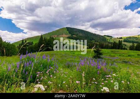 Indian Paintbrush fleurissent dans la Forêt Nationale Manti-La Sal Banque D'Images