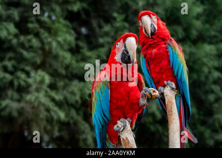 Ara rouge sur rouge, direction générale de l'oiseau perroquet coloré. La vie sauvage et des animaux. Banque D'Images