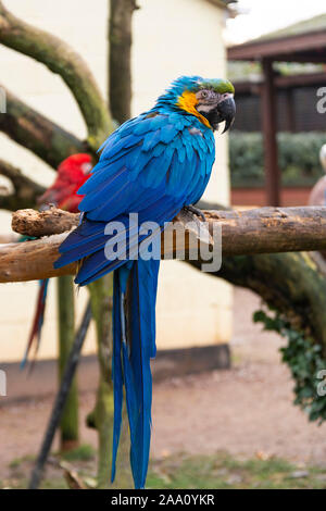 Perroquet ara bleu jaune sur les branches, perroquets colorés au zoo. Banque D'Images