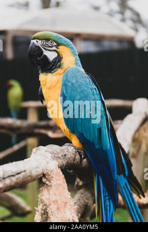 Perroquet ara bleu jaune sur les branches, perroquets colorés au zoo. Banque D'Images