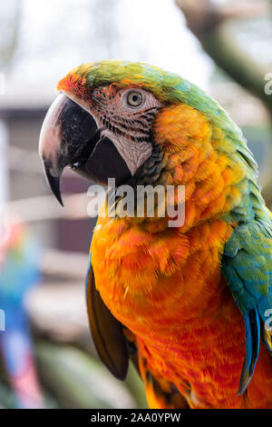 Macaw parrot sur les branches, bleu, jaune, orange perroquets colorés au zoo. Banque D'Images