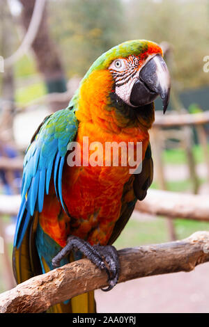 Macaw parrot sur les branches, bleu, jaune, orange perroquets colorés au zoo. Banque D'Images