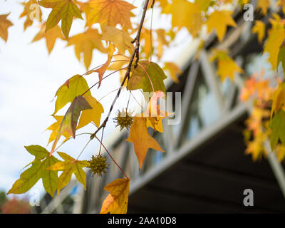 Détail de liquidambar feuilles automnales avec arrière-plan flou Banque D'Images