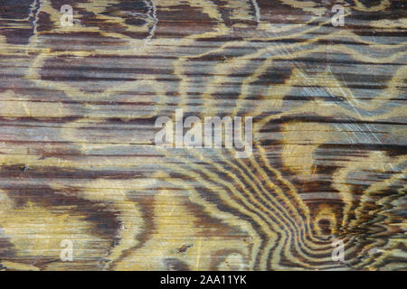 Tige de découpe joints toriques, maisons en bois rond de près. wood texture background Banque D'Images