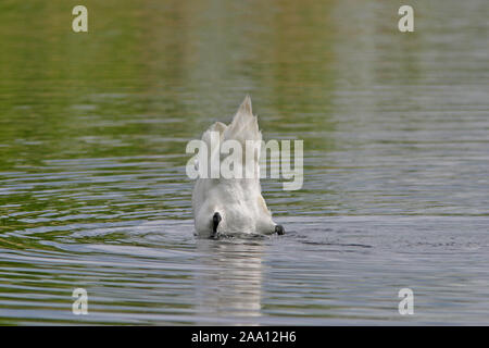 Ndelnder Hˆckerschwan gründ (Cygnus olor) sucht unter Wasser nach Nahrung / mute swan (Cygnus olor) est serching de nourriture sous l'eau Banque D'Images