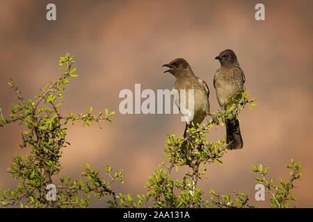 Bulbul Pycnonotus barbatus Common - membre de la famille de bulbul de passereaux. Il se trouve dans le nord-est, nord, ouest et l'Afrique centrale Banque D'Images