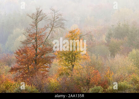 Herbstlich gefärbter Wald im Abendlicht / couleur d'automne lumière du soir dans la forêt Banque D'Images