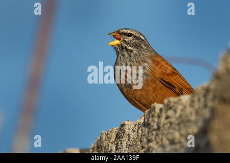 House bunting - Emberiza sahari espèce de passereau de la famille bunting Emberizidae résident, éleveur de pays sec du nord-ouest de l'Afrique de Moro Banque D'Images