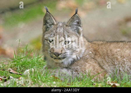 Junger Luchs (Lynx lynx) liegt im Gras, Tierpark Weilburg, Hessen, Allemagne / Jung lynx (Lynx lynx) est dans le gras, lieing prisonnier Banque D'Images