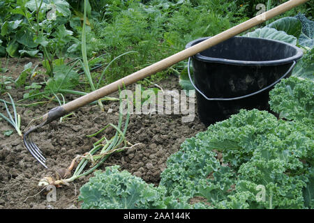 Geerntete Gemüsebeet in einem Zwiebeln, Hacke und stehen im Unkrauteimer / Betterave oignons récoltés dans un lit de légumes, hack et godet sont toujours dans la Banque D'Images