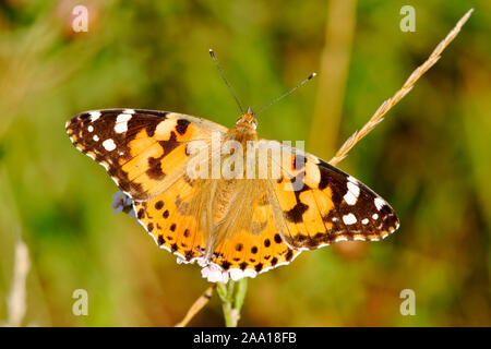 Distelfalter (Cynthia cardui) / (Cynthia cardui) papillon Banque D'Images