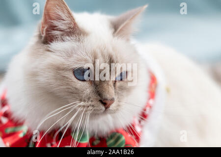 Blue Eyed white cat Birman sacré avec tenue de Noël Banque D'Images