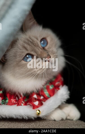 Blue Eyed white cat Birman sacré avec tenue de Noël Banque D'Images