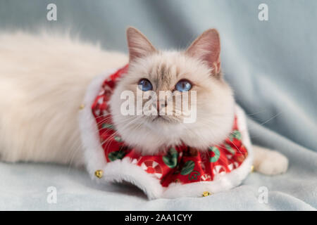 Blue Eyed white cat Birman sacré avec tenue de Noël Banque D'Images