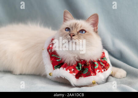 Blue Eyed white cat Birman sacré avec tenue de Noël Banque D'Images