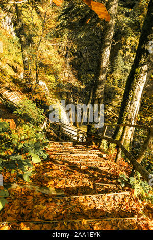 Parc naturel pittoresque ensoleillée d'automne ensoleillé paysage avec chemin menant à la cascade. Les arbres de l'automne avec les feuilles colorées. Banque D'Images