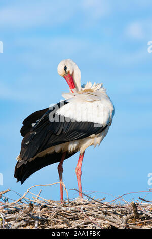 Cigogne Blanche (Ciconia ciconia) sur son nid, se lissant ses plumes, Pont-de-Gau, parc ornithologique de Camargue, France, début mai, par Dominique Braud/Dembins Banque D'Images