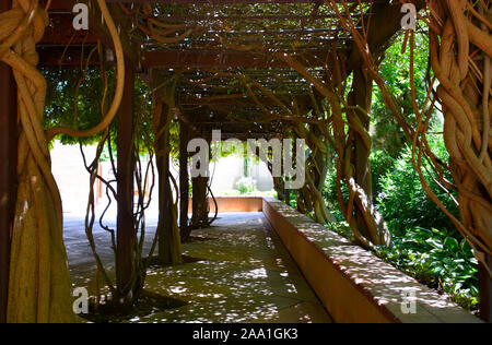 Rose Vignes et promenade au jardin botanique dans le Nouveau Mexique. Banque D'Images