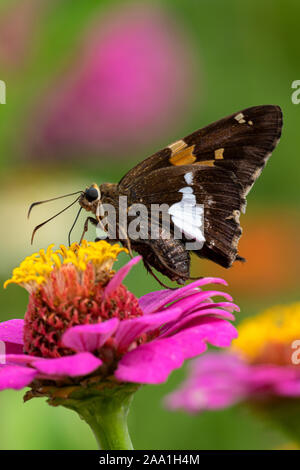 Silver-spotted Skipper sur Zinnia fleur. Banque D'Images