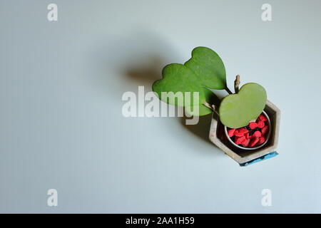 Portrait de hoya kerrii ou sweetheart plant sur la surface en bois blanc sous la lumière du soleil et l'ombre de moulage, il a de belles feuilles en forme de coeur Banque D'Images