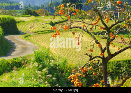 Le kaki arbre et country road Banque D'Images