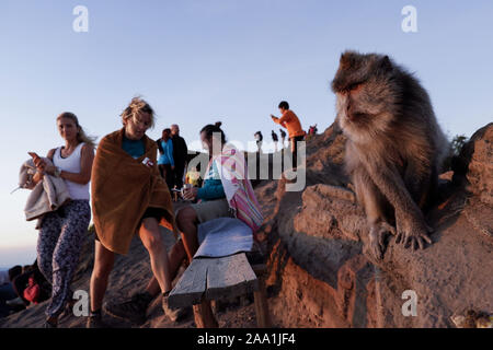 Bali, Indonésie. 18 Oct, 2019. Un singe est vu près d'un groupe de randonneurs au sommet du Mont Batur à Bali durant le lever du soleil.Chaque jour des centaines de personnes l'ascension du Mont Batur pour voir le lever du soleil. Le mont Batur est un volcan actif situé dans l'île de Bali en Indonésie et sa dernière éruption a été enregistrée en 2000 et son plus haut sommet se trouve à 1717 mètres (5 633 pi) au-dessus du niveau de la mer où les gens peuvent avoir des vues à couper le souffle du Lac Batur, le Mont Abang et le Mont Agung. Lorsque le temps le permet, il est possible de voir le Mont Rinjani, un volcan actif sur l'île voisine de Lombok. Climbi Banque D'Images