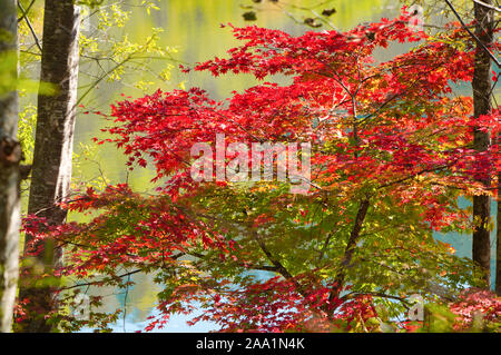 Les feuilles d'automne le long de waterside Banque D'Images